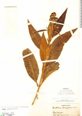 buddleja_incana.jpg