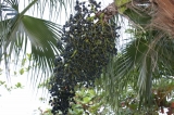acai1.jpg